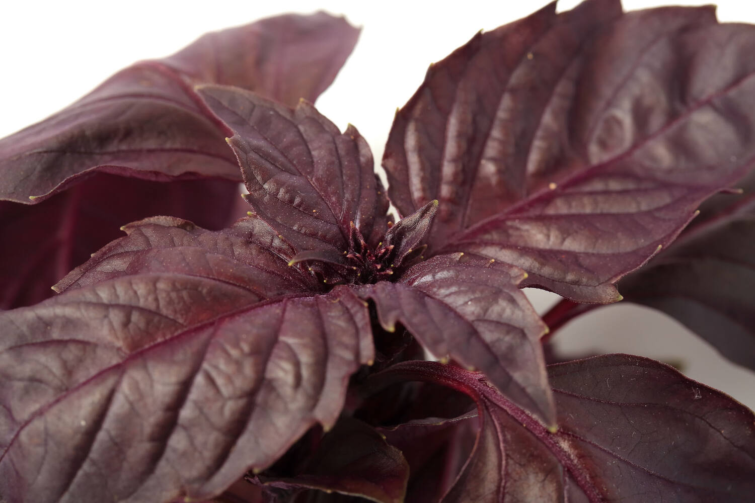 BIO basilicum rood in pot doos 2st stuk 3